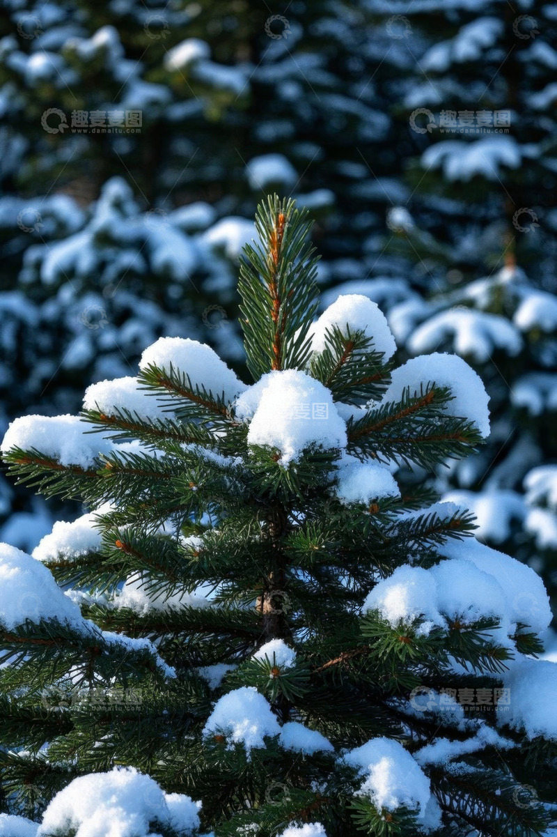 高清大图下载【趣麦麦图】积雪覆盖的绿色松树