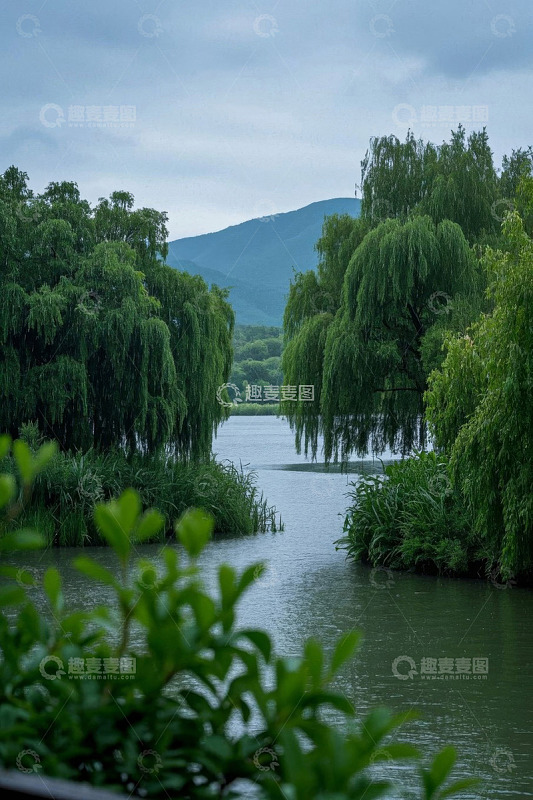 河畔垂柳自然风光景色