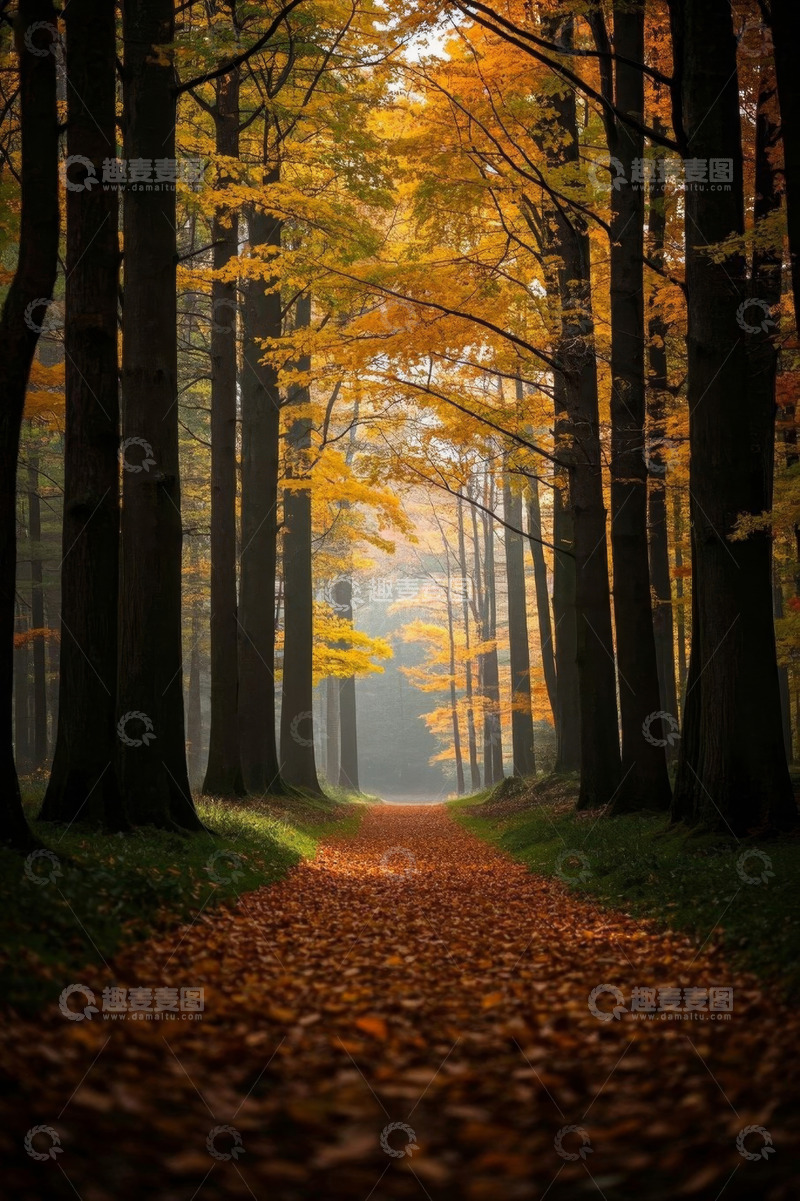 高清大图下载【趣麦麦图】秋日森林中的落叶小径