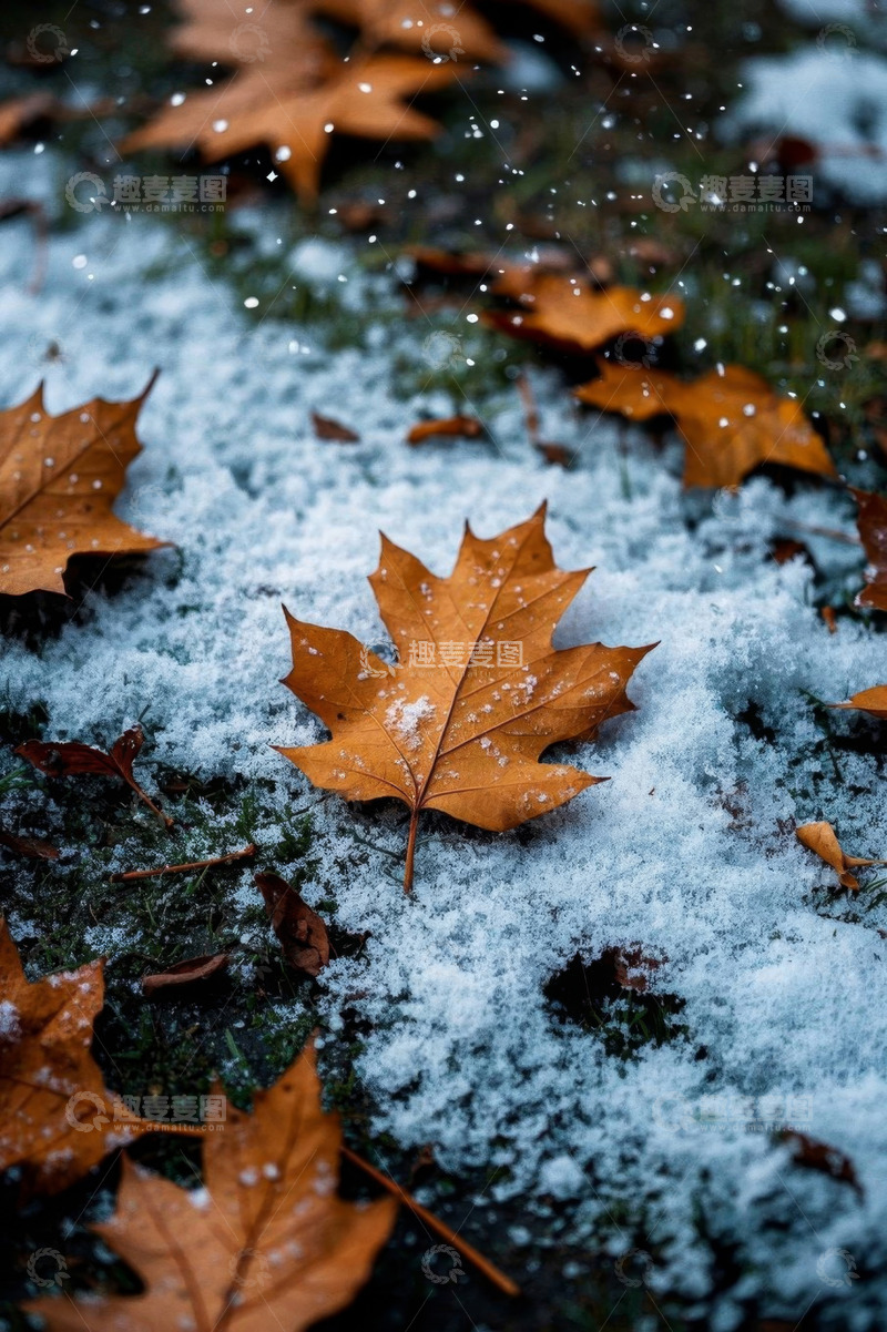 高清大图下载【趣麦麦图】覆雪地面上的枯黄枫叶