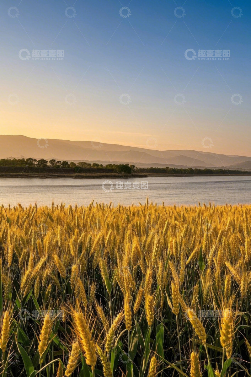 高清大图下载【趣麦麦图】河畔成熟麦田自然风光