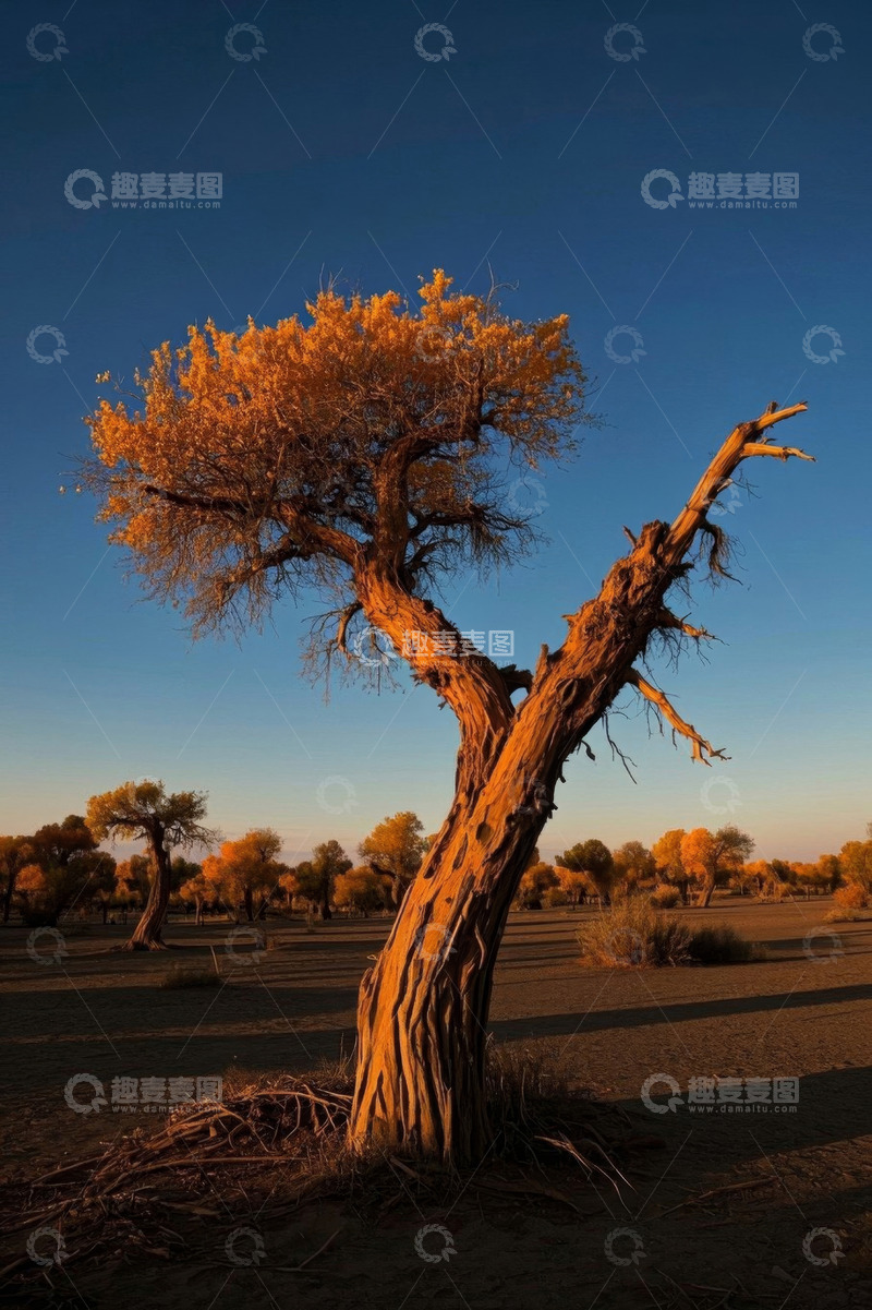 高清大图下载【趣麦麦图】沙漠中金黄胡杨树景观