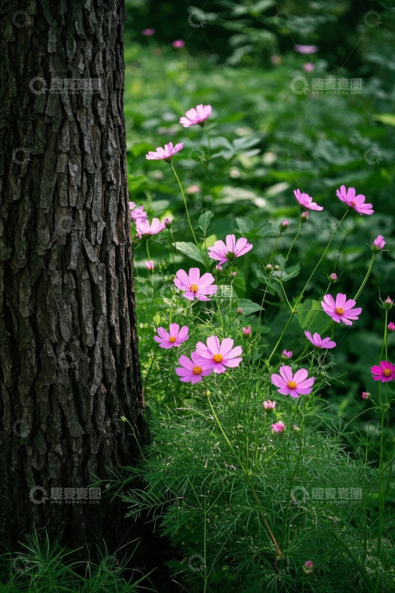 高清大图下载【趣麦麦图】树干旁绽放的粉色花朵
