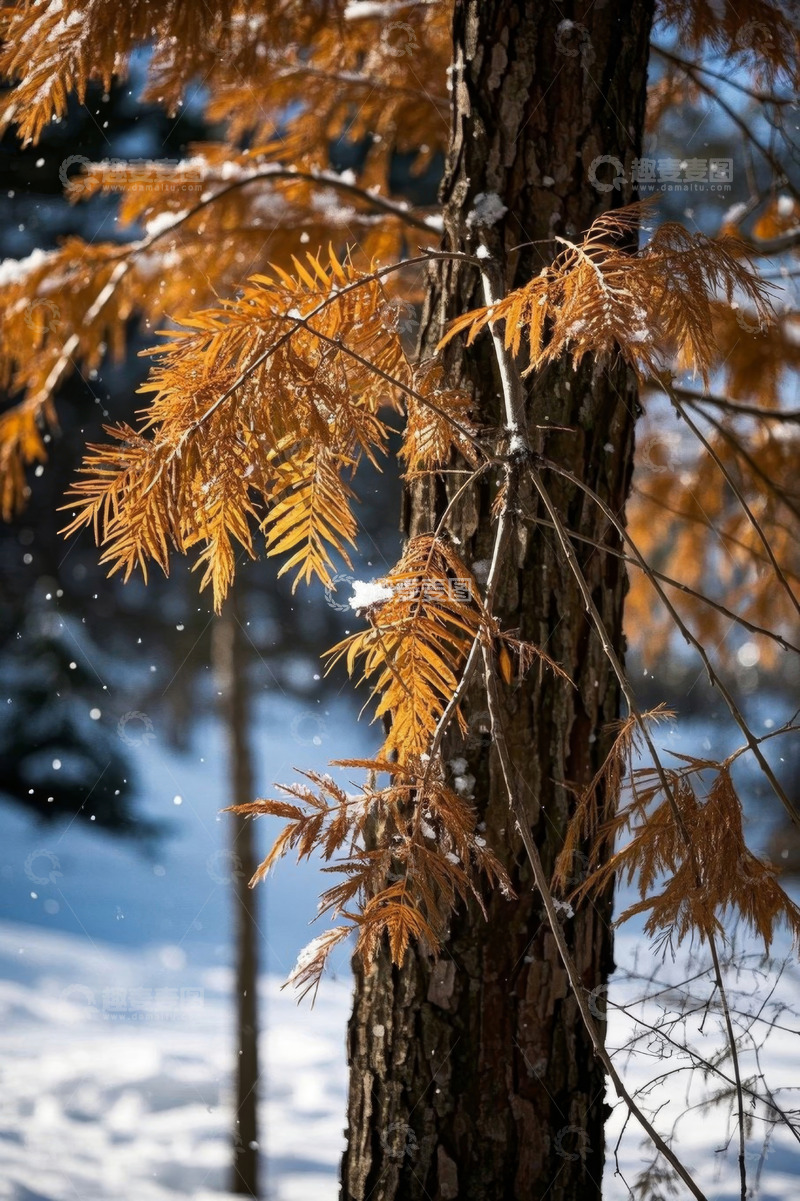高清大图下载【趣麦麦图】雪后树林中带雪的金黄树木