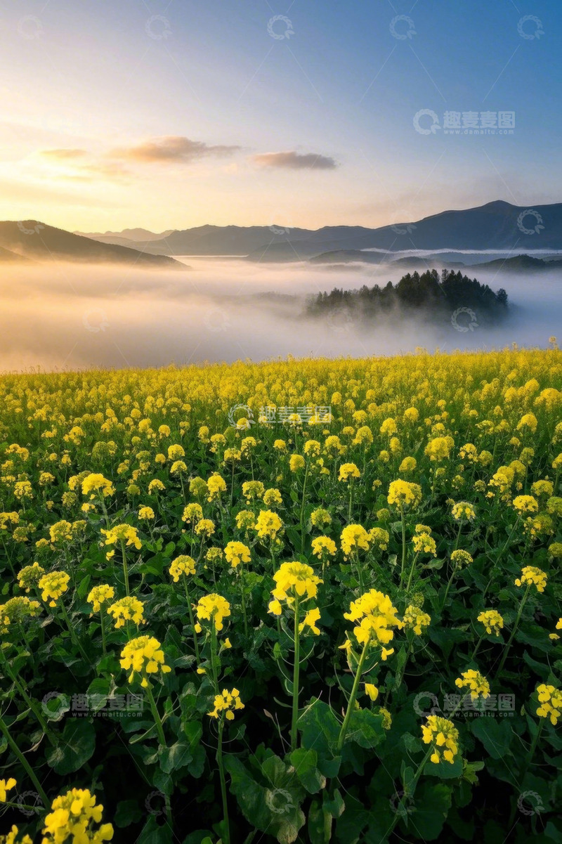 高清大图下载【趣麦麦图】晨雾中的黄色油菜花田