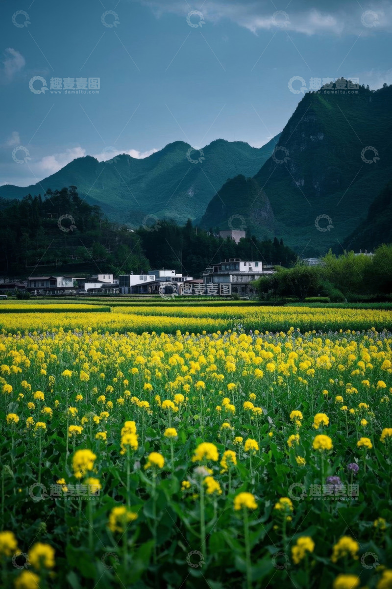 高清大图下载【趣麦麦图】乡村油菜花田与远山风景