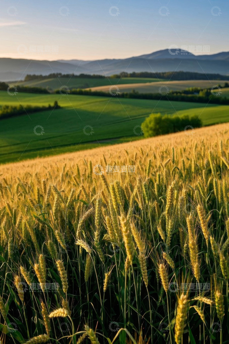 高清大图下载【趣麦麦图】田园麦田自然风光