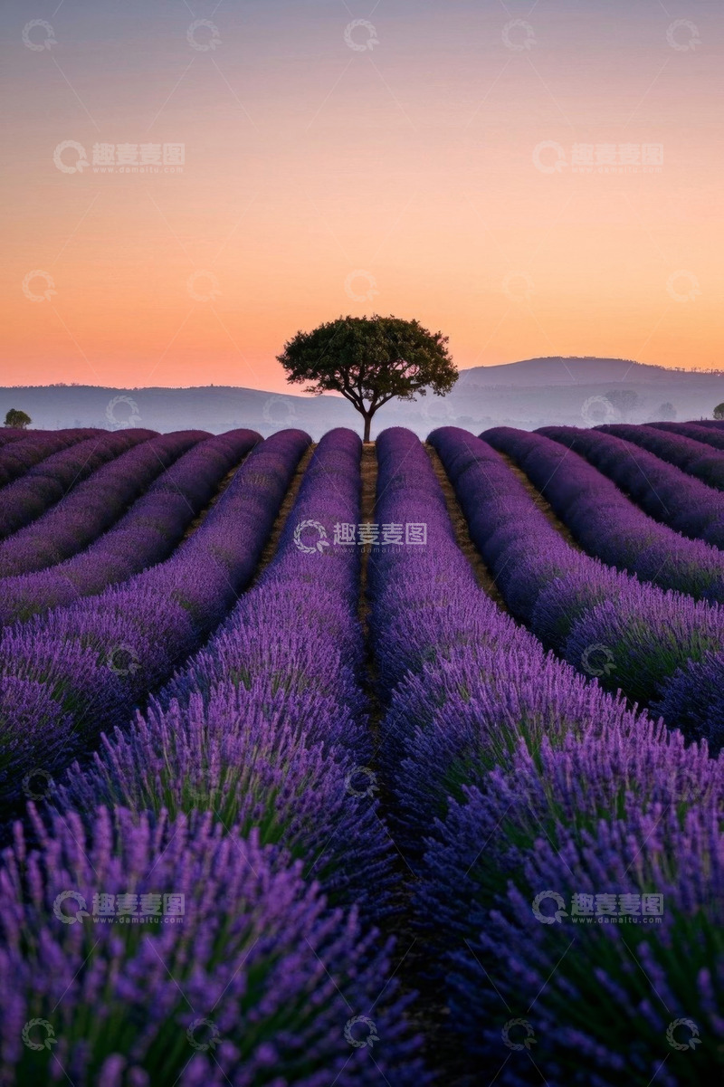 高清大图下载【趣麦麦图】夕阳下的薰衣草田与孤树
