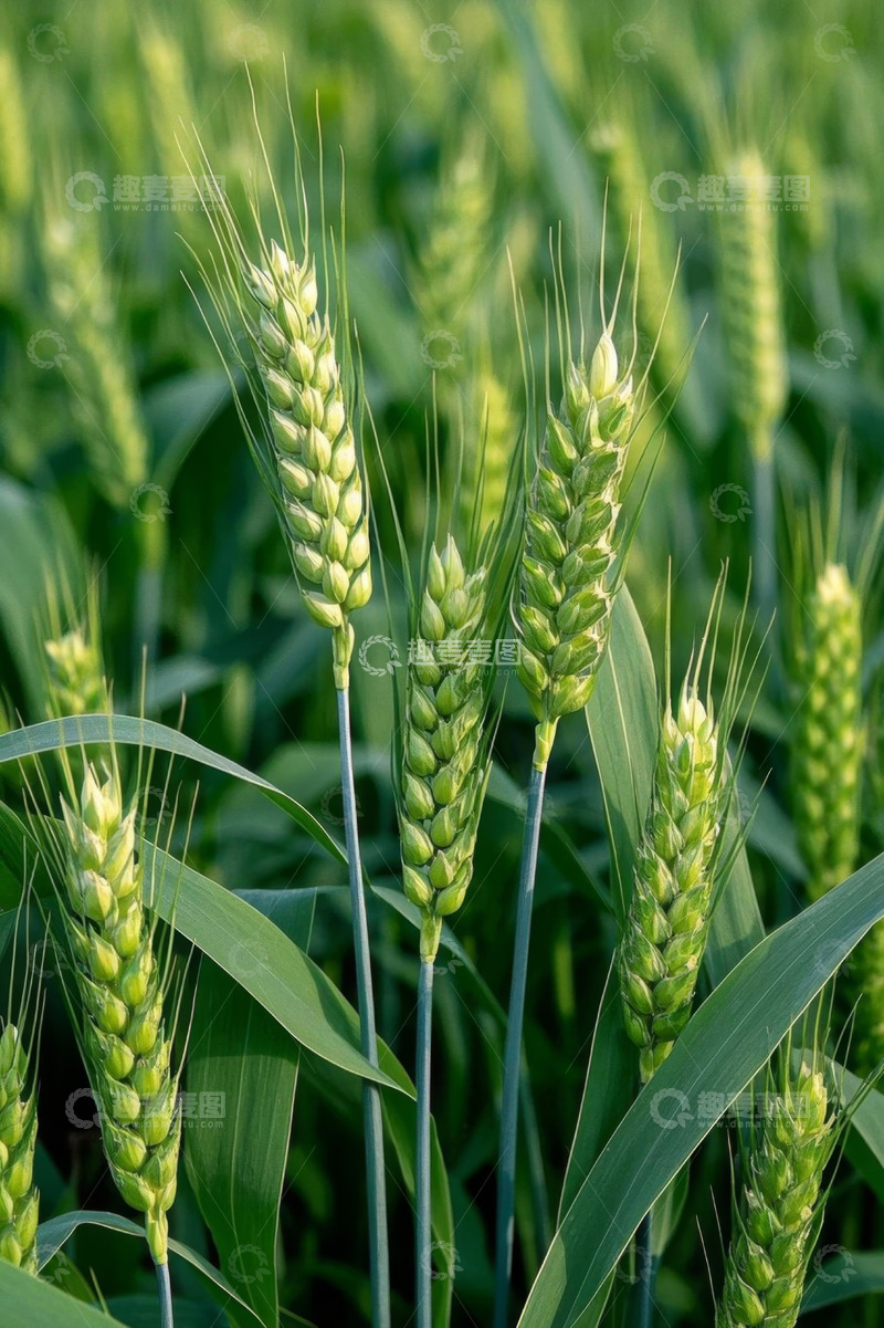 高清大图下载【趣麦麦图】绿色麦田中的小麦特写