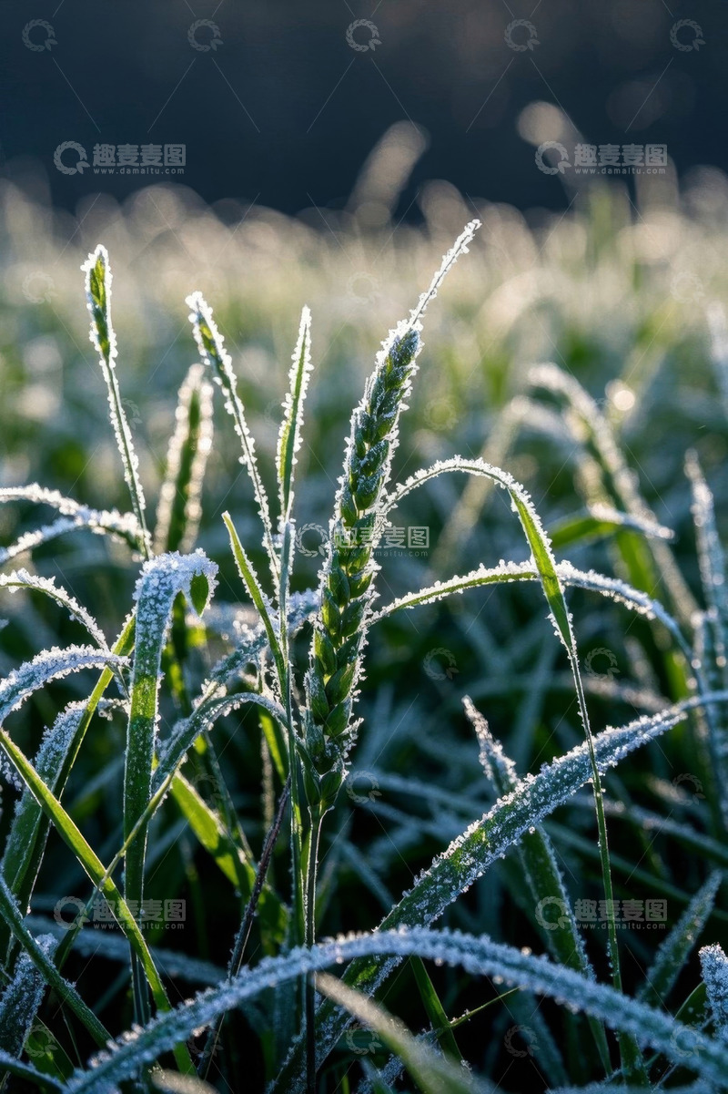 高清大图下载【趣麦麦图】覆霜青草特写