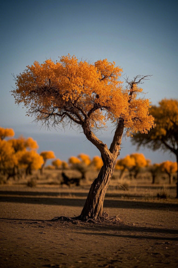 沙漠中的金黄胡杨树风景