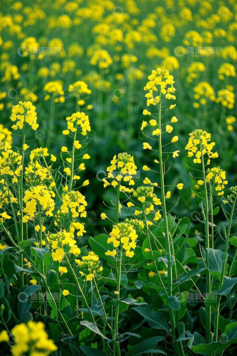 高清大图下载【趣麦麦图】黄色油菜花田自然风光