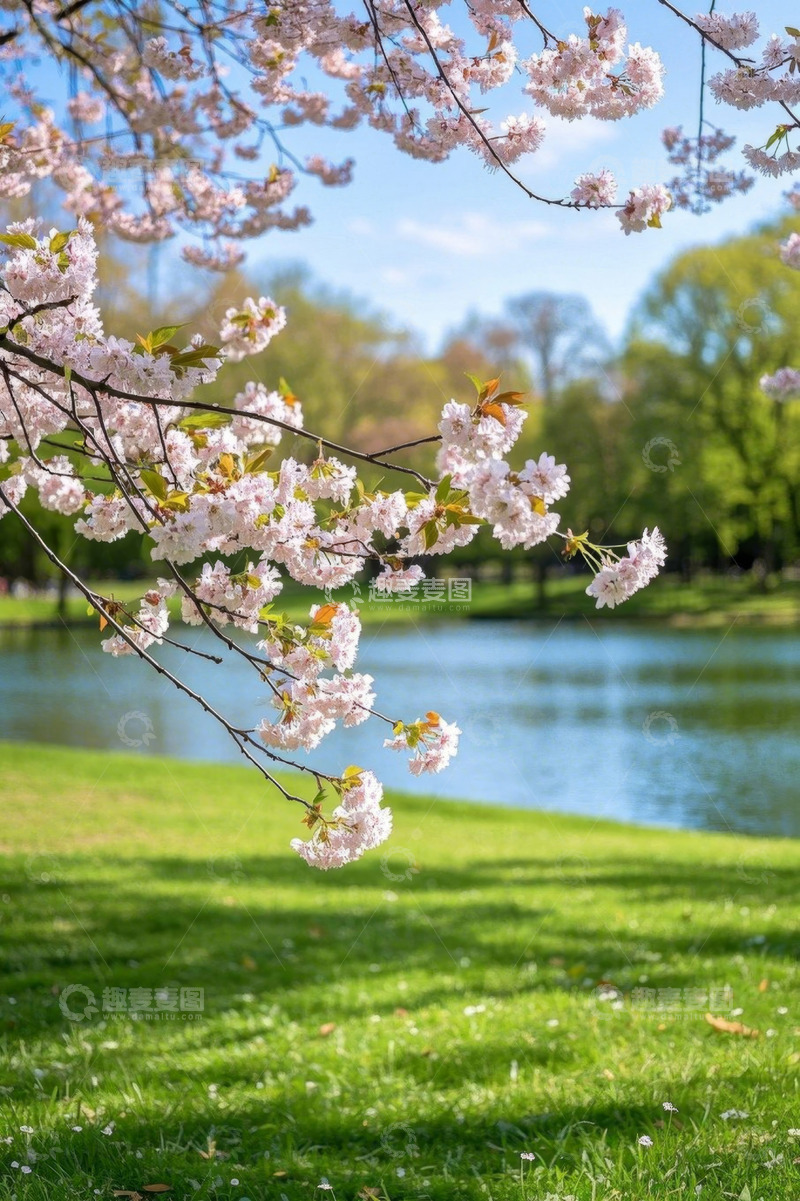 高清大图下载【趣麦麦图】公园湖畔盛开的樱花树