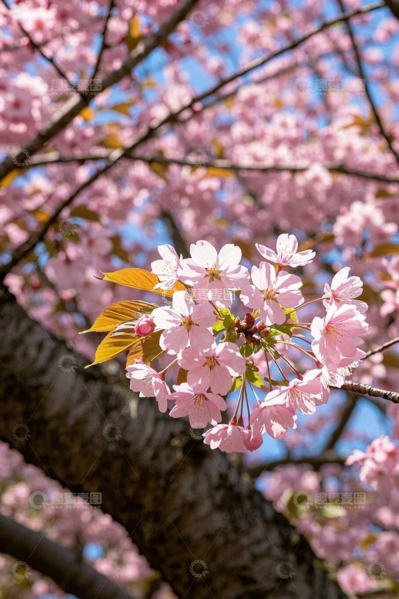 高清大图下载【趣麦麦图】盛开的粉色樱花树枝