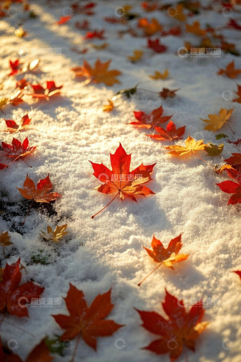 高清大图下载【趣麦麦图】雪地上散落的秋日枫叶