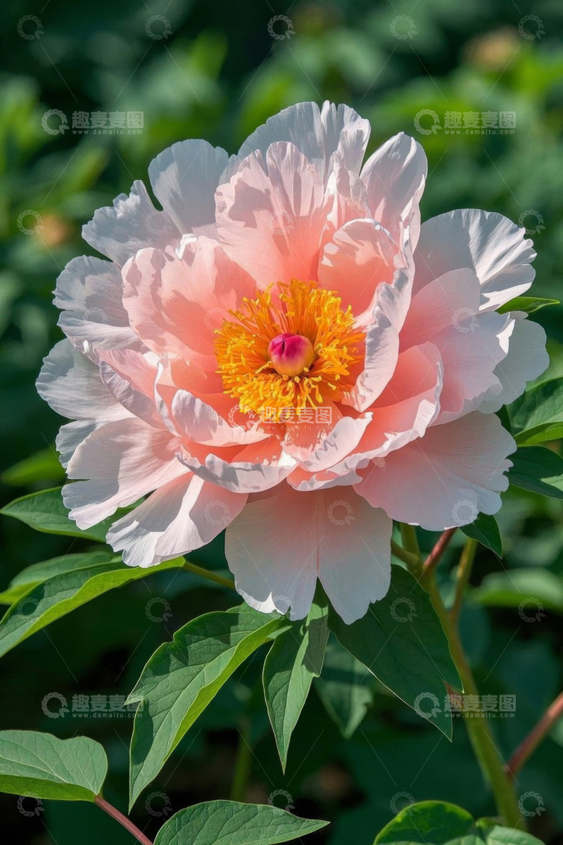 高清大图下载【趣麦麦图】盛开的粉色牡丹花特写