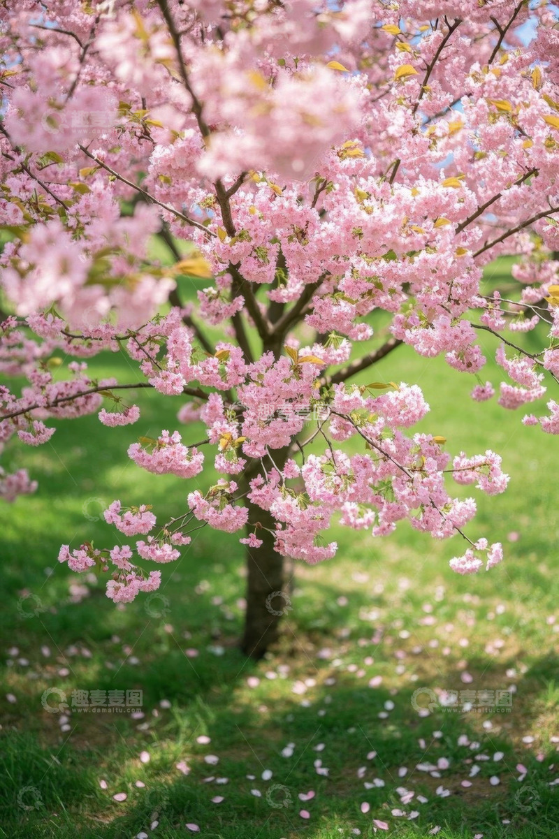 高清大图下载【趣麦麦图】盛开的粉色樱花树