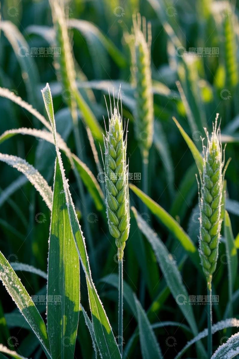 高清大图下载【趣麦麦图】麦田中带霜的小麦特写
