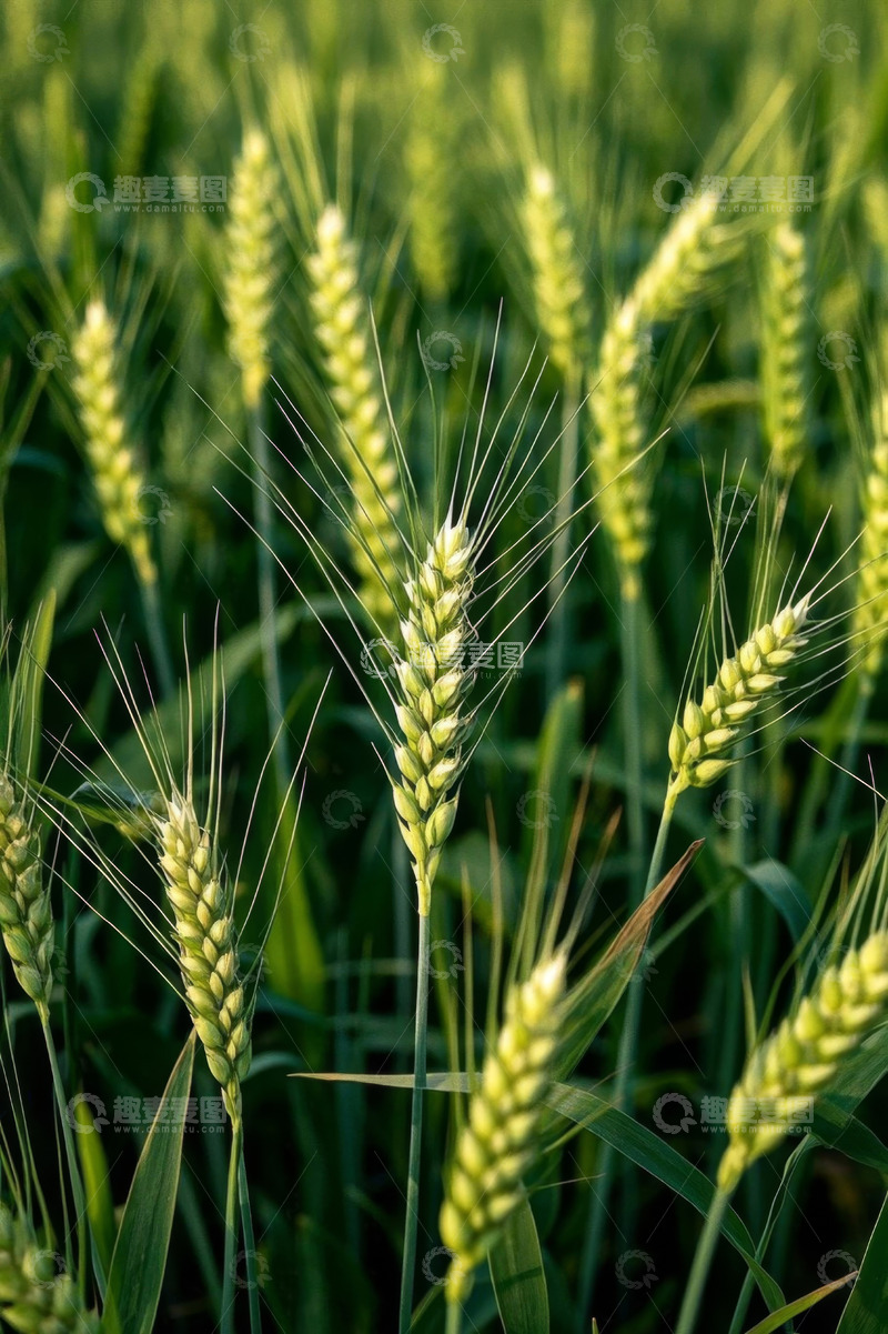 高清大图下载【趣麦麦图】田间成熟的小麦特写