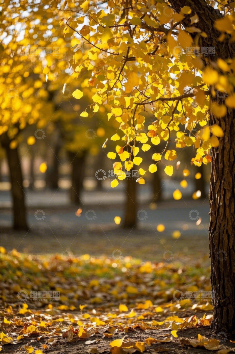 高清大图下载【趣麦麦图】户外秋日银杏树叶景观