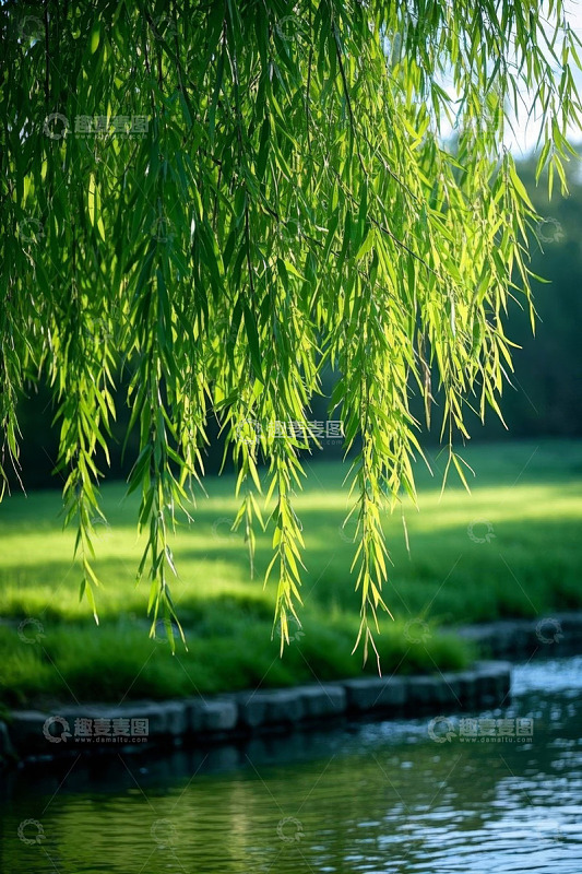 垂柳树下的水边自然风光