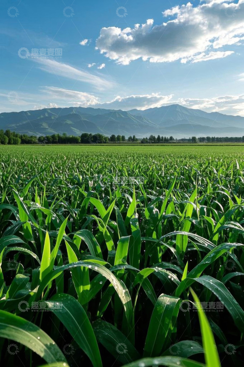 高清大图下载【趣麦麦图】绿色玉米田与远山风景