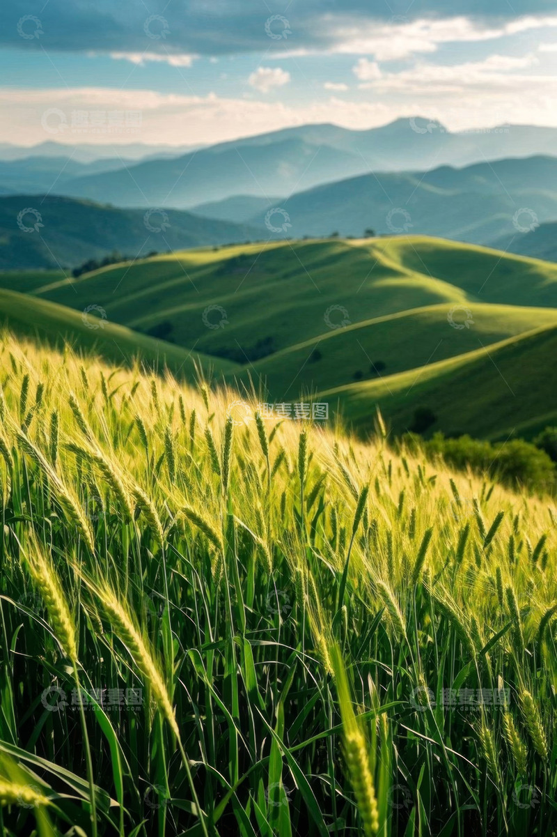 高清大图下载【趣麦麦图】麦田间起伏山丘自然风光