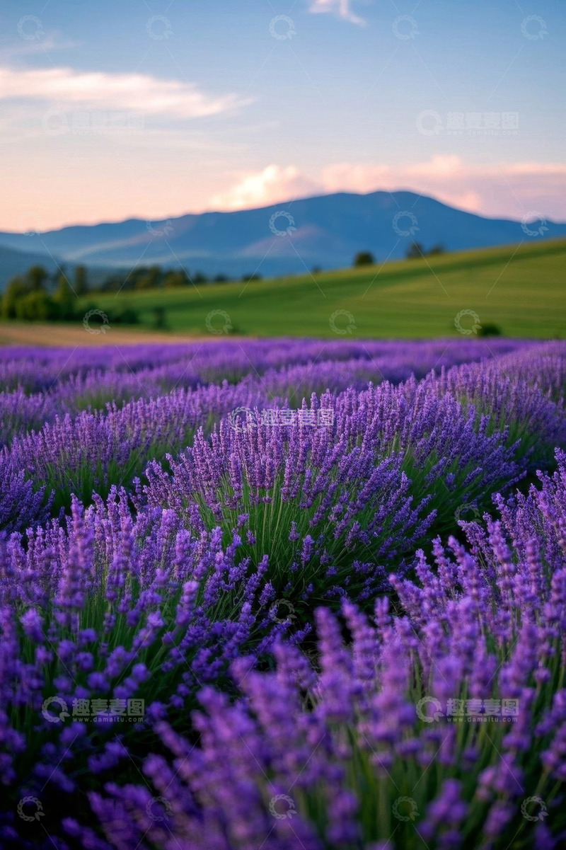 高清大图下载【趣麦麦图】薰衣草田与远山风景