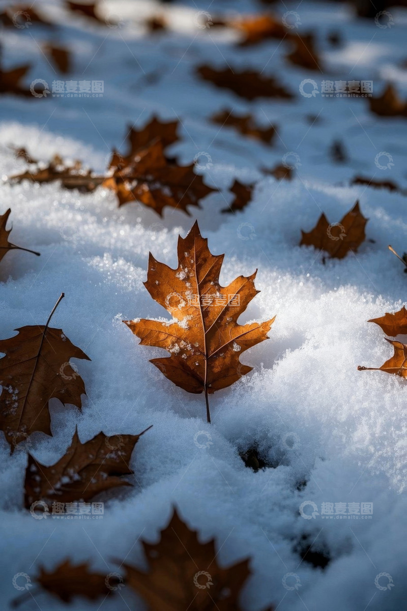 高清大图下载【趣麦麦图】雪地上的枯叶景象