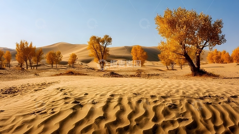 高清大图下载【趣麦麦图】沙漠胡杨秋色风光摄影图片