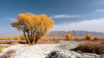 金秋沙漠胡杨林风光