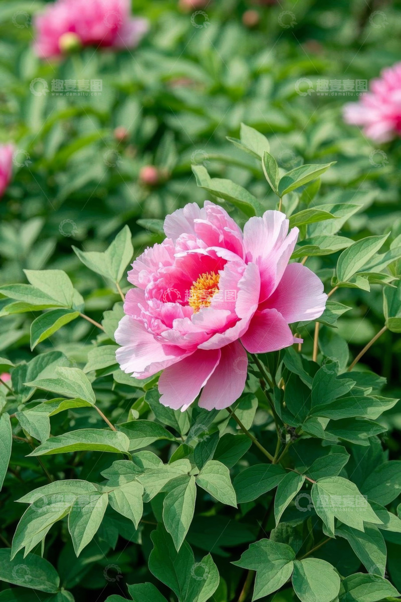 高清大图下载【趣麦麦图】盛开的粉色牡丹花