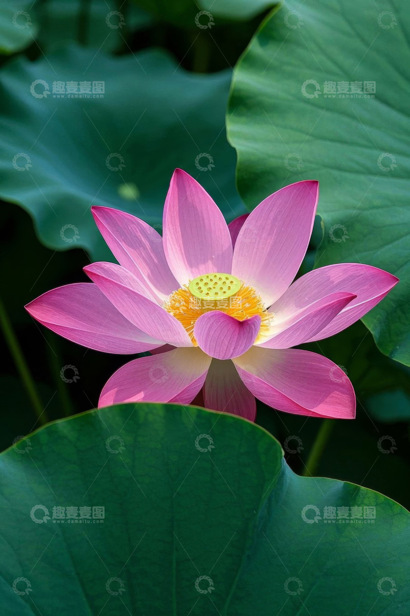 高清大图下载【趣麦麦图】盛开的粉色荷花与荷叶