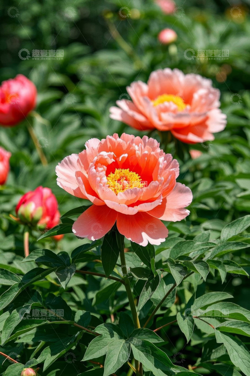高清大图下载【趣麦麦图】盛开的粉色牡丹花特写