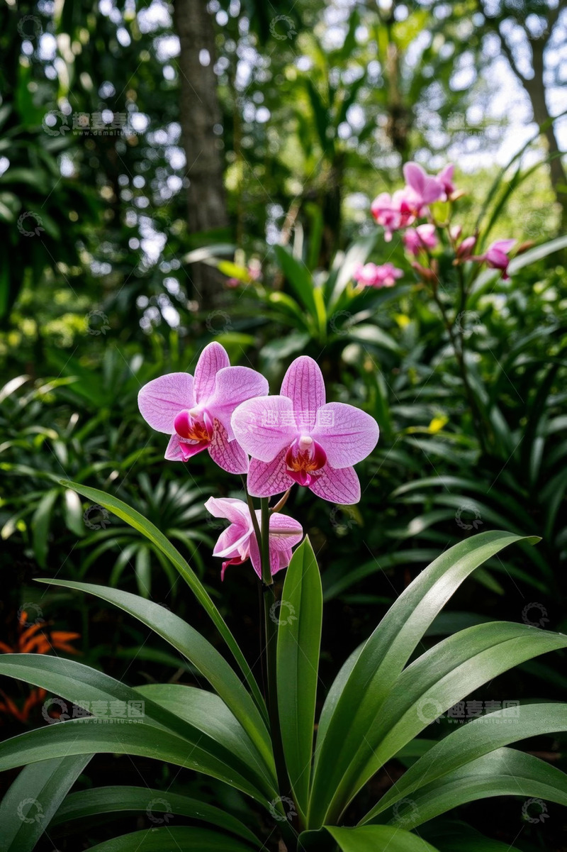 高清大图下载【趣麦麦图】粉色兰花特写