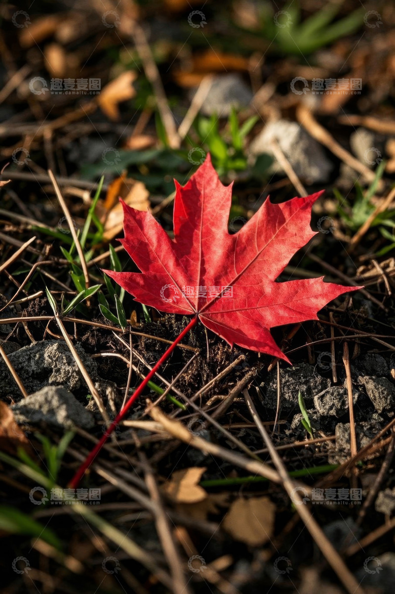 高清大图下载【趣麦麦图】地面上的红色枫叶