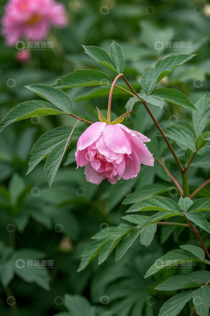 高清大图下载【趣麦麦图】粉色牡丹特写