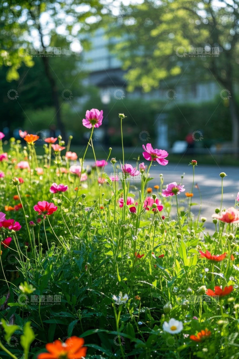 高清大图下载【趣麦麦图】户外绽放的多彩花卉