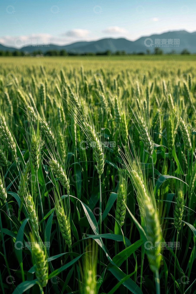高清大图下载【趣麦麦图】绿色小麦田野自然风光