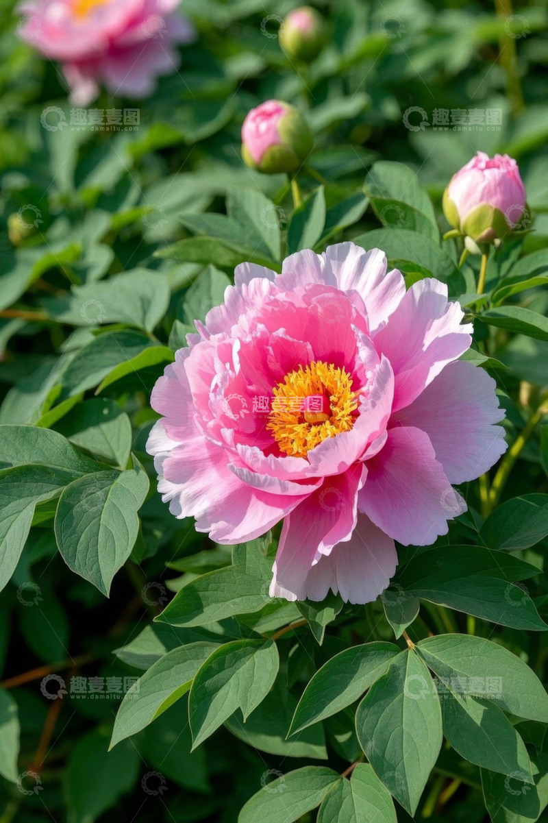 高清大图下载【趣麦麦图】盛开的粉色牡丹花