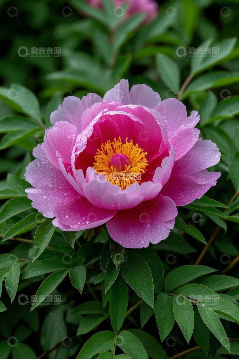 高清大图下载【趣麦麦图】带水珠的粉色牡丹花特写