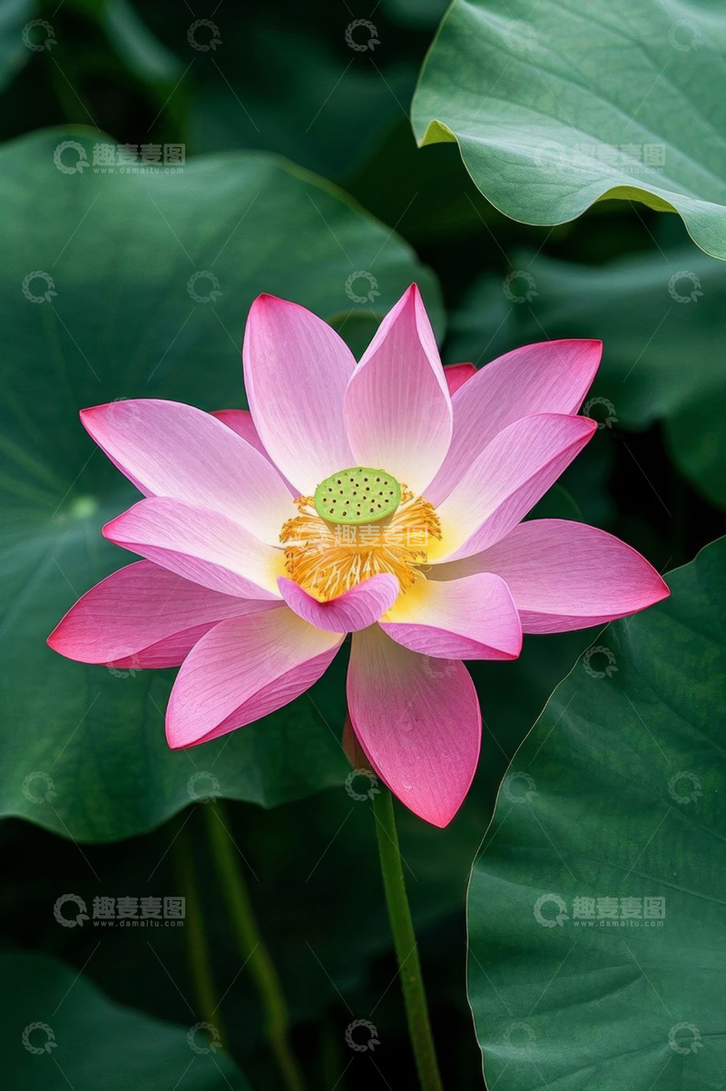 高清大图下载【趣麦麦图】盛开的粉色荷花特写