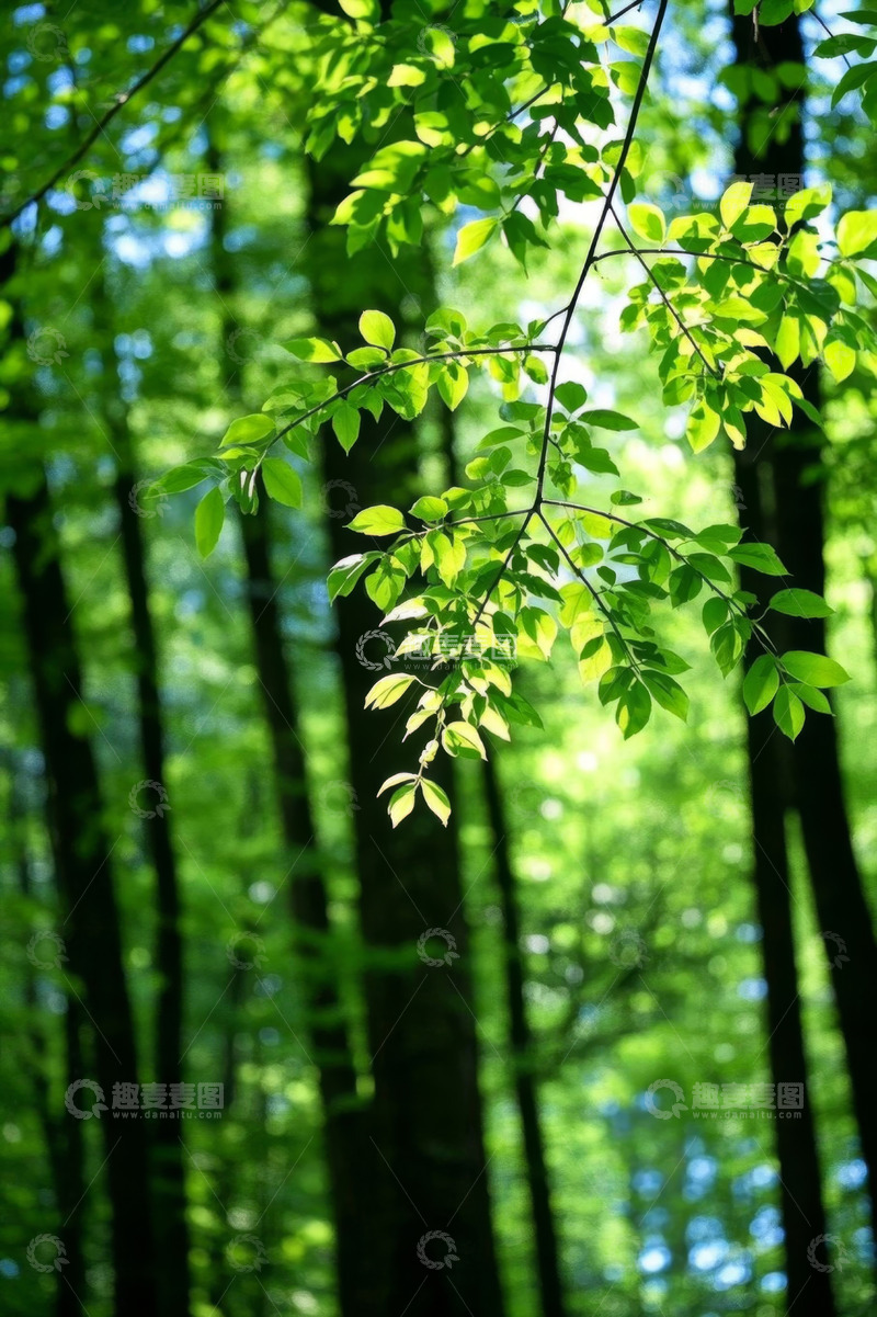 高清大图下载【趣麦麦图】森林中阳光下的翠绿树叶