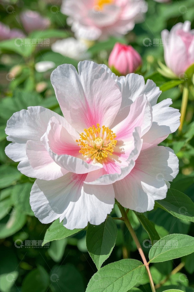 高清大图下载【趣麦麦图】盛开的粉色牡丹花特写