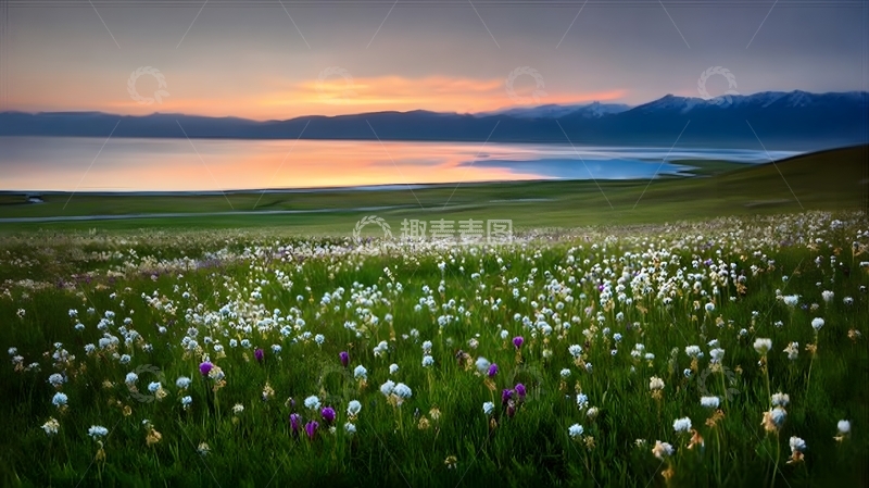 高清大图下载【趣麦麦图】草原花海日落风光摄影