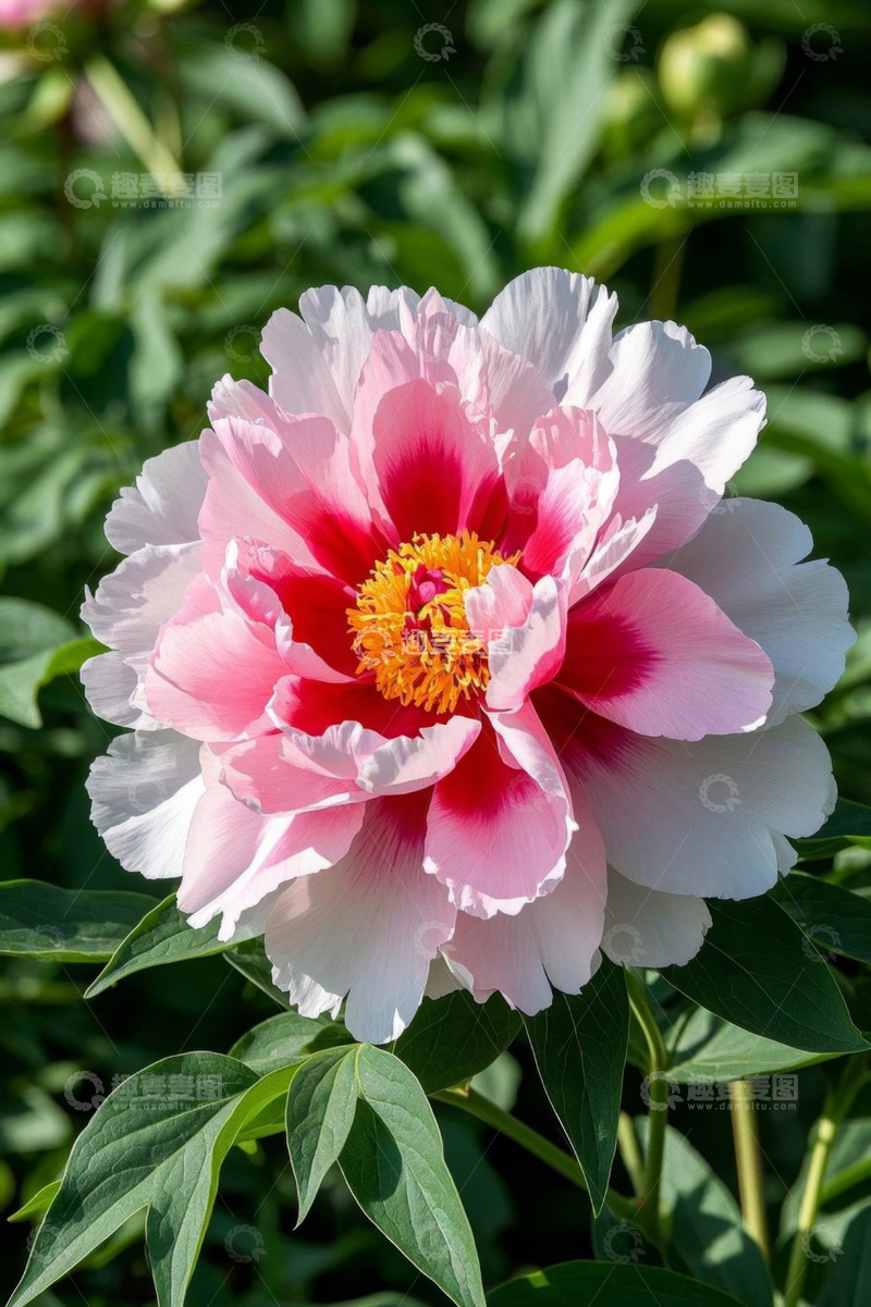 高清大图下载【趣麦麦图】盛开的粉色牡丹花