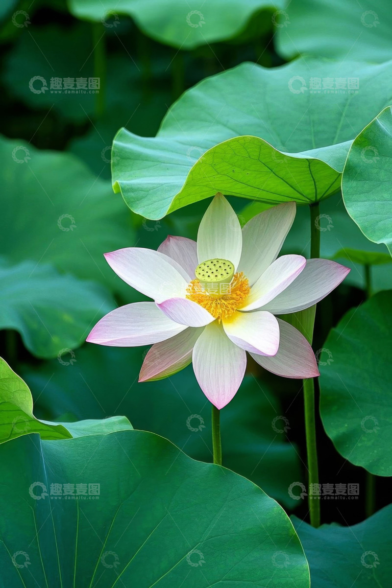 高清大图下载【趣麦麦图】盛开的荷花与荷叶特写