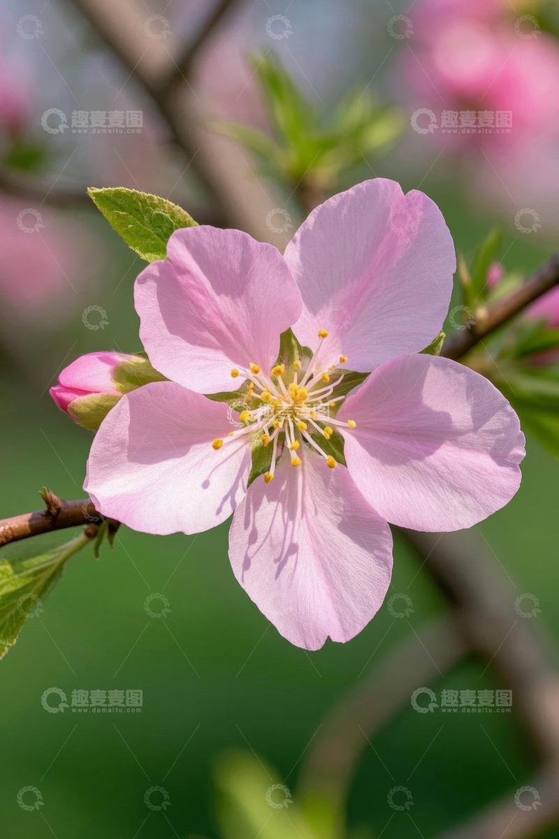 高清大图下载【趣麦麦图】粉色桃花特写