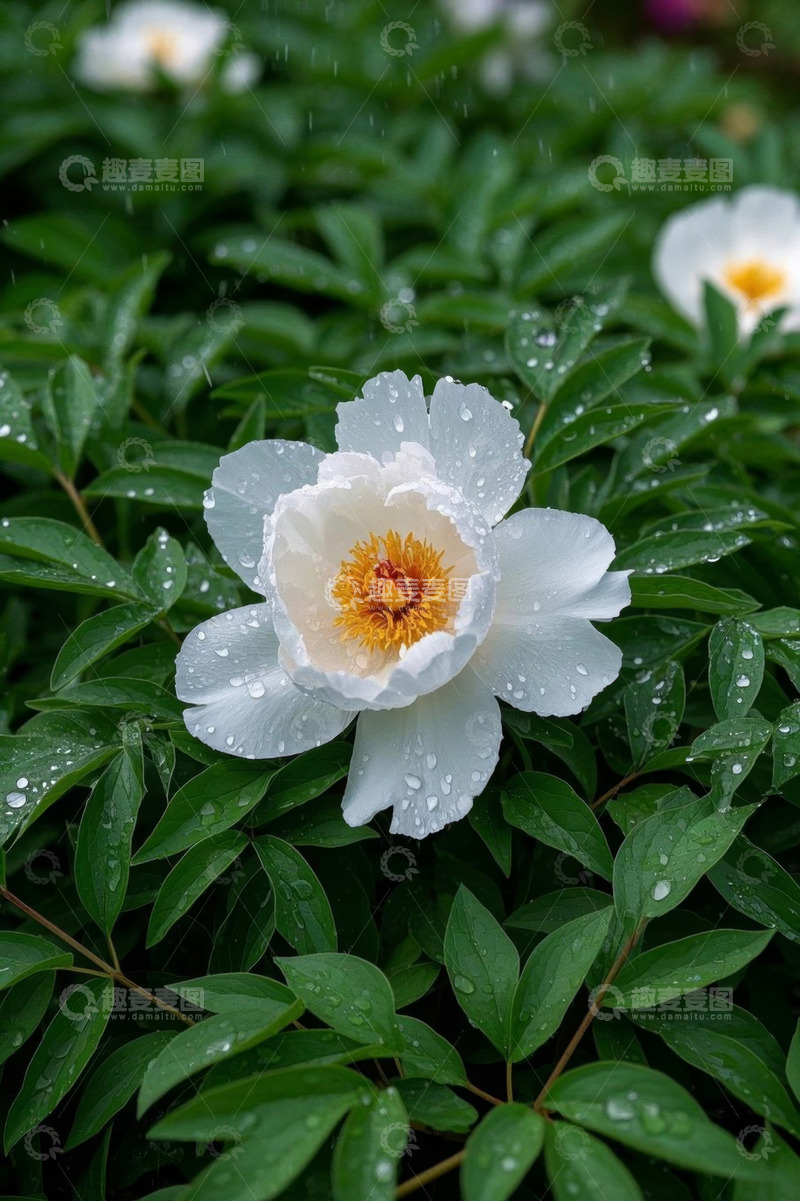高清大图下载【趣麦麦图】雨中绽放的白色牡丹花