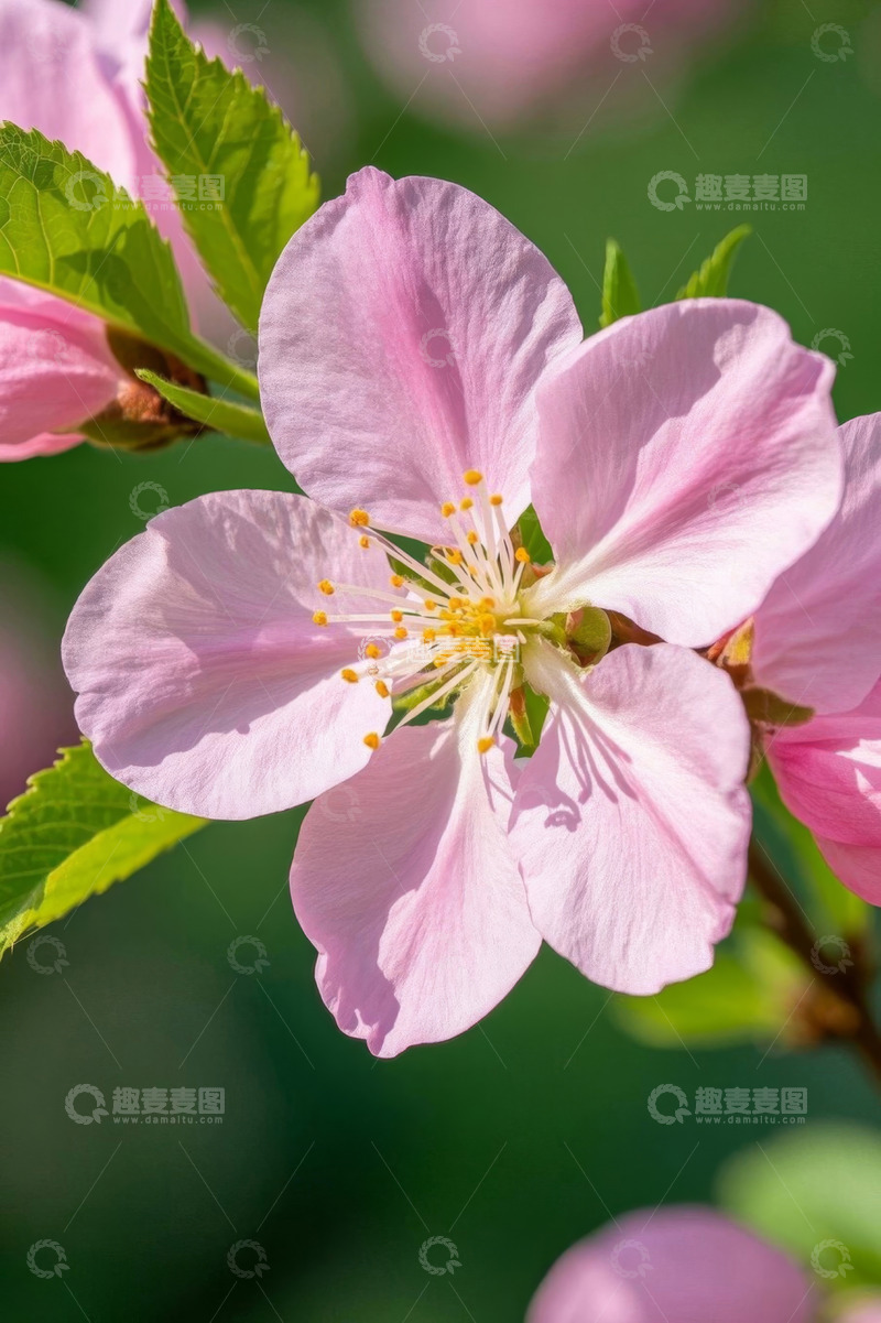 高清大图下载【趣麦麦图】特写粉色桃花